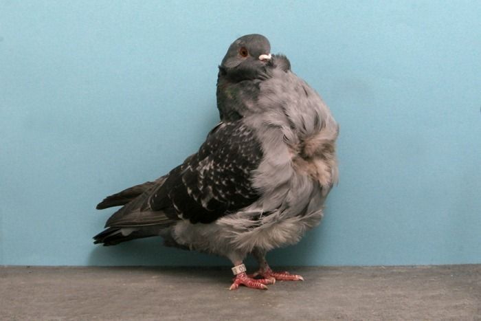 Необычные голуби (18 фото)