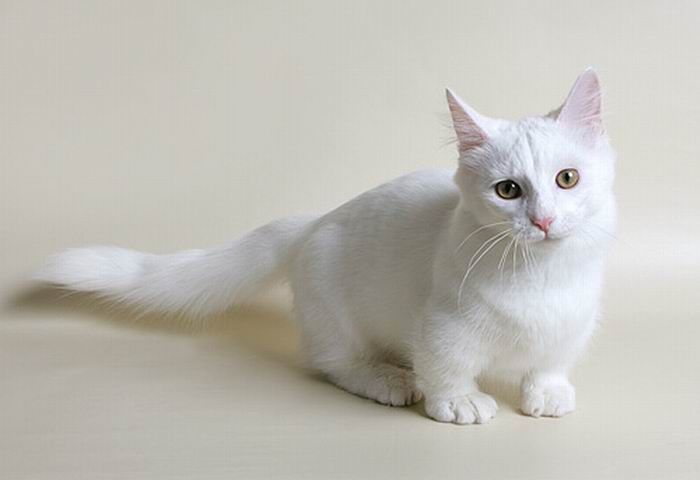 Коротколапые коты Манчкины (14 фотографий)