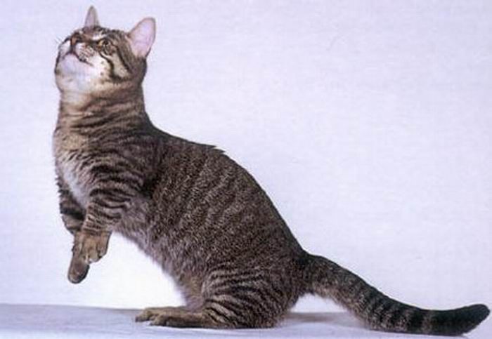 Коротколапые коты Манчкины (14 фотографий)
