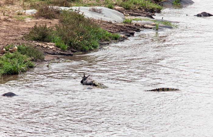 Бегемот спас антилопу от крокодила (17 фото)
