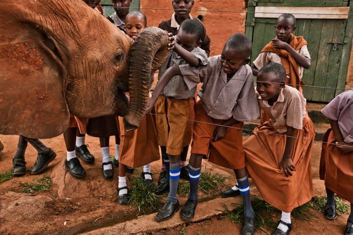 Детский дом для слонов в Кении (18 фото)