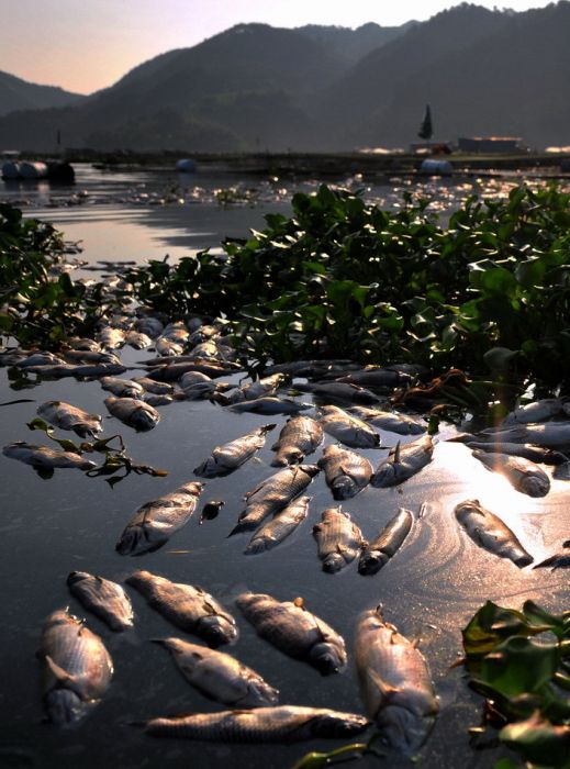 В Китае вымирает рыба (7 фото)