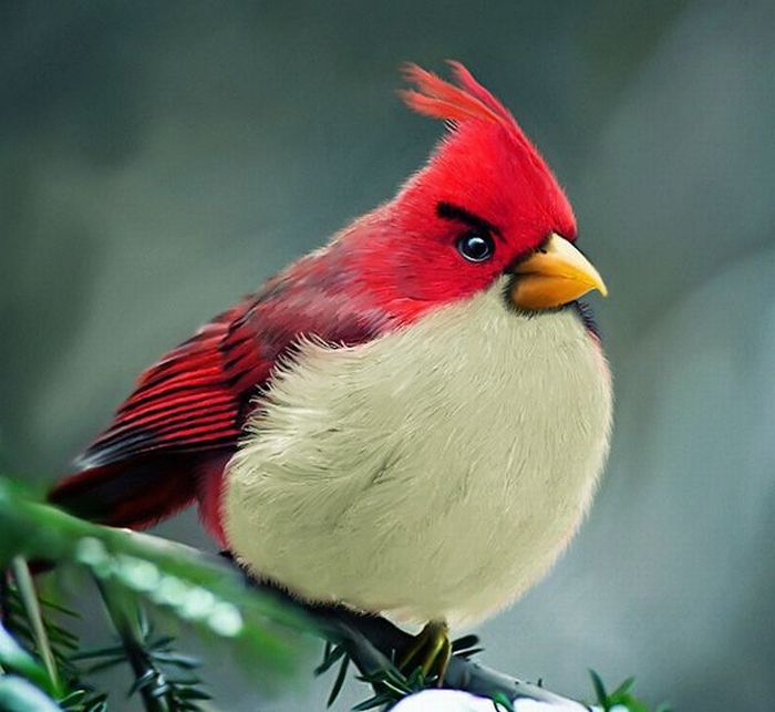 Angry Birds в реальной жизни (7 фото)