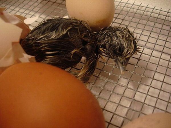 Рождение цыпленка (7 фото)