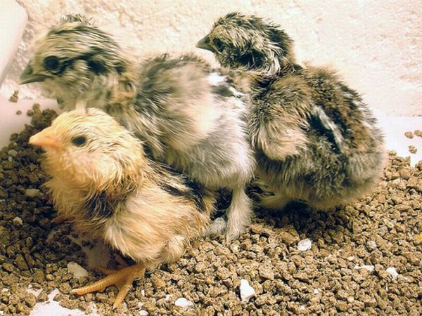 Рождение цыпленка (7 фото)