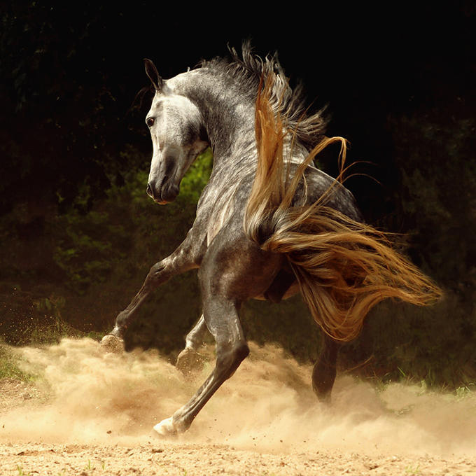 Фотографии лошадей Wojtek Kwiatkowski (20 фото)