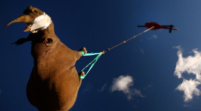 Странная транспортировка носорогов (4 фото)