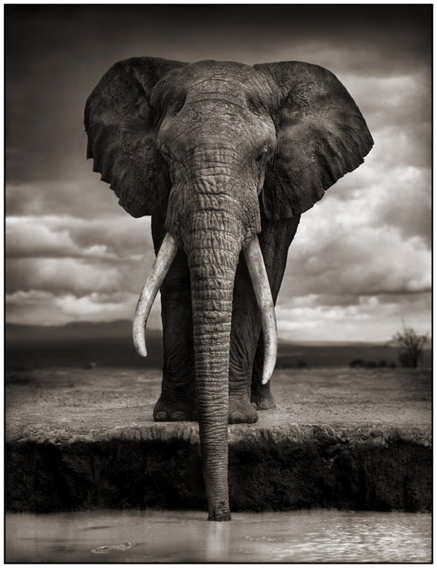 Дикая природа Африки Nick Brandt (20 фото)