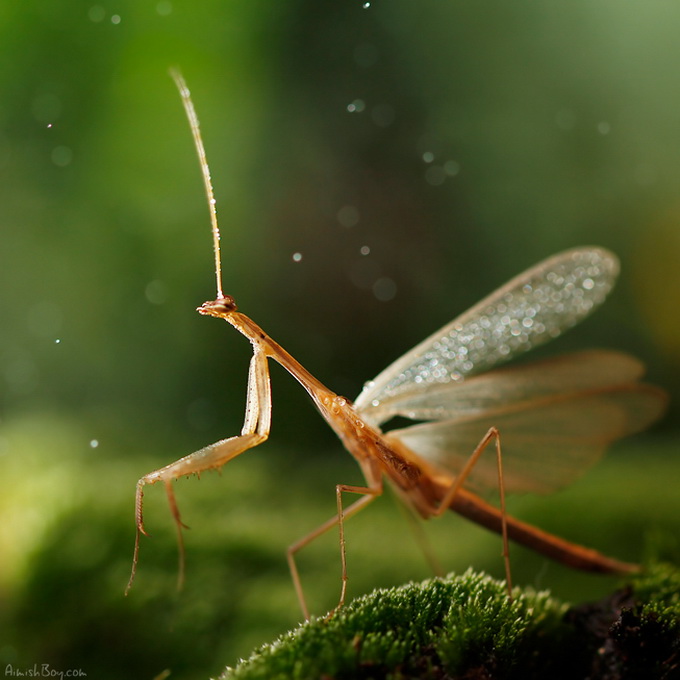 Мир насекомых в серии &amp;quot;WonderLand&amp;quot; (23 фото)