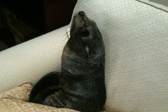Любопытный тюлень (7 фото)