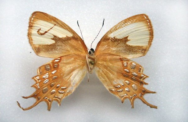 Брендированные бабочки (11 фото)
