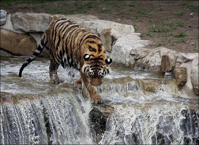 Храбрый тигр (4 фото)