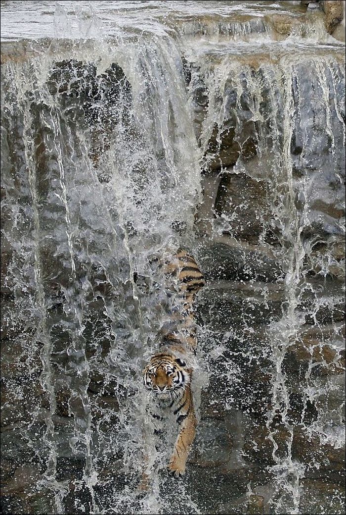 Храбрый тигр (4 фото)