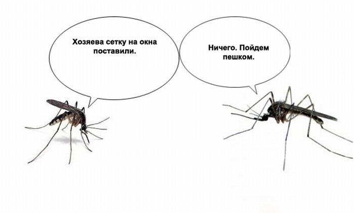 О чем говорят комары (10 фото)