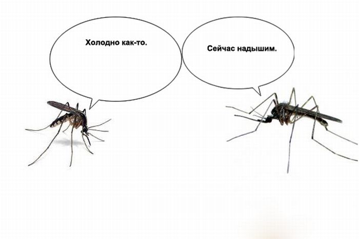 О чем говорят комары (10 фото)