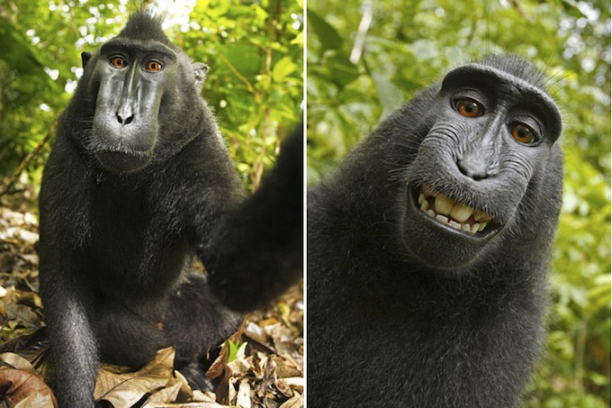 Улыбающаяся обезьяна устроила себе фотосессию (6 фото)