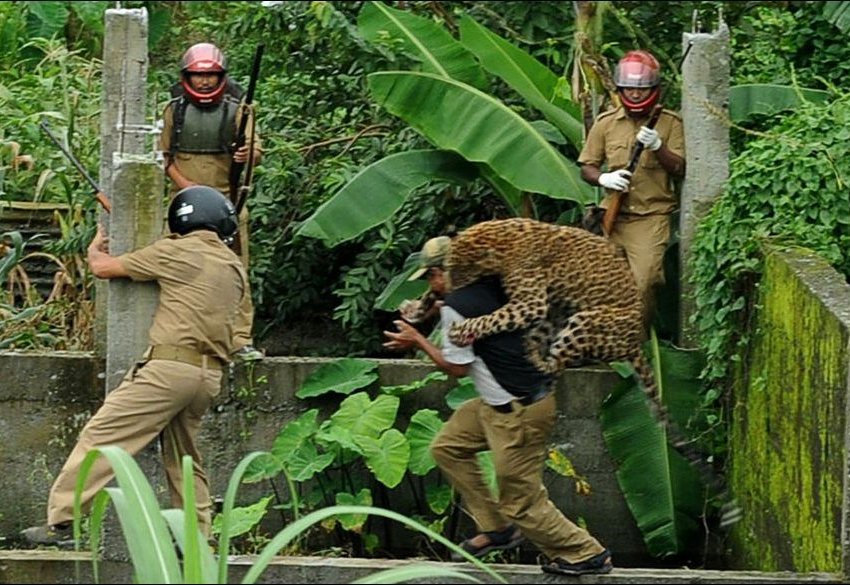 Нападение леопарда (7 фото)