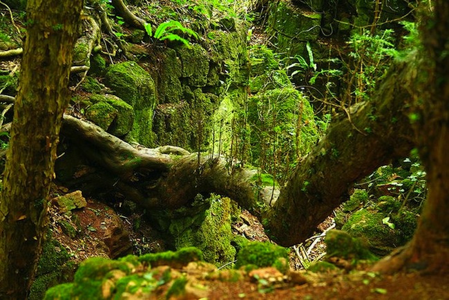 Вдохновляющий лес (21 фото)