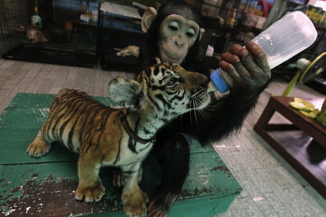 Шимпанзе кормит молоком тигренка (9 фото)