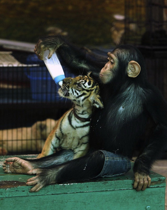 Шимпанзе кормит молоком тигренка (9 фото)