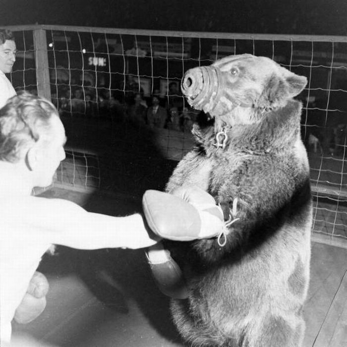 Медведь против человека (6 фото)