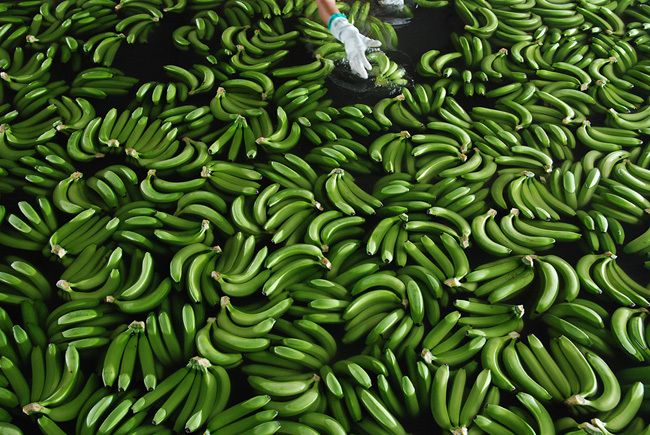 Откуда приезжают бананы (16 фото)