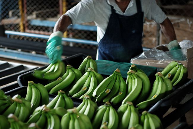 Откуда приезжают бананы (16 фото)