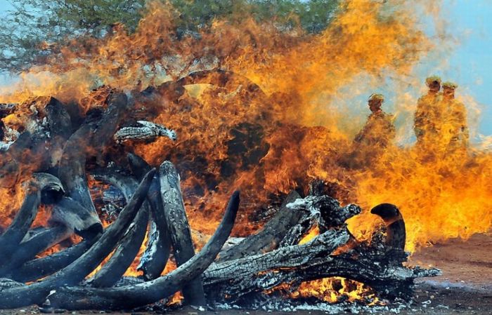Сжигание слоновой кости (8 фото)