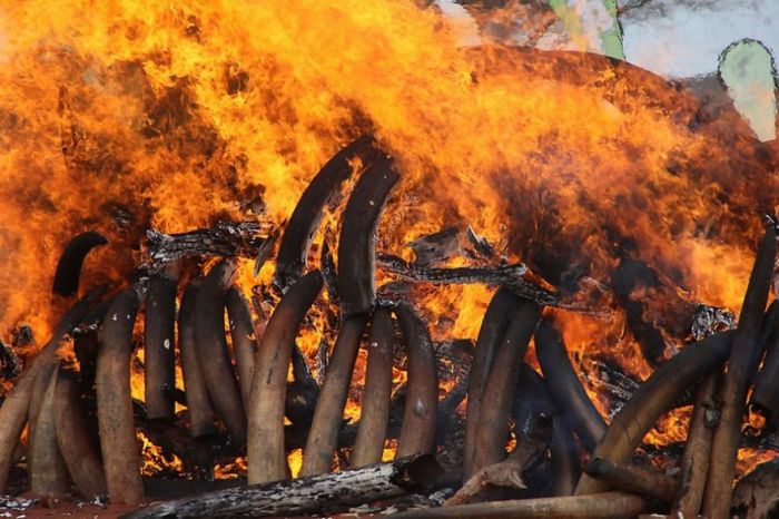 Сжигание слоновой кости (8 фото)