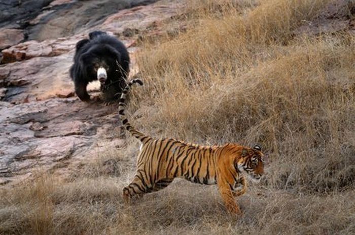 Встреча медведицы и тигра (12 фото)