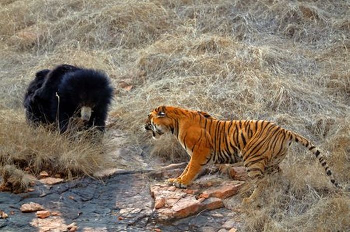Встреча медведицы и тигра (12 фото)