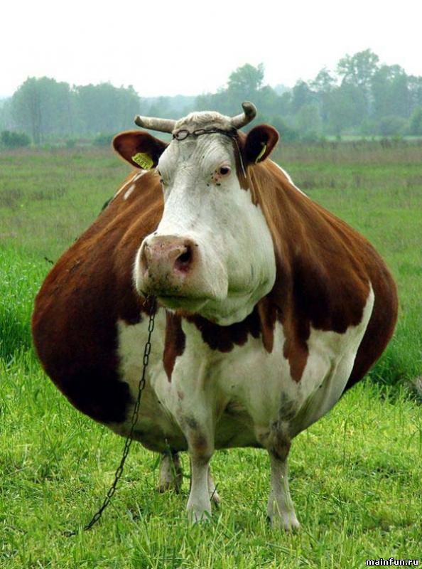 Интересные факты о быках и коровах
