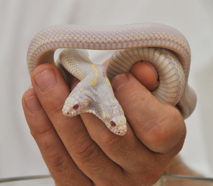 Двухголовая змея альбинос (9 фото)