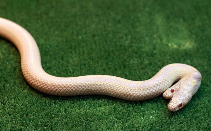 Двухголовая змея альбинос (9 фото)