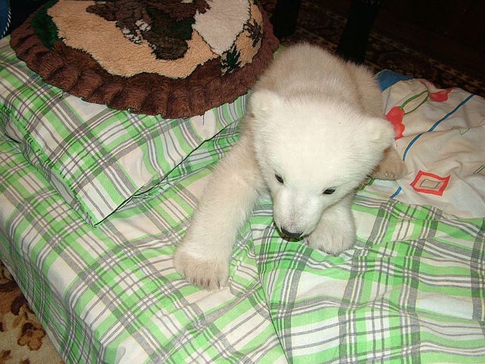 Спасение полярного медведя (18 фото)