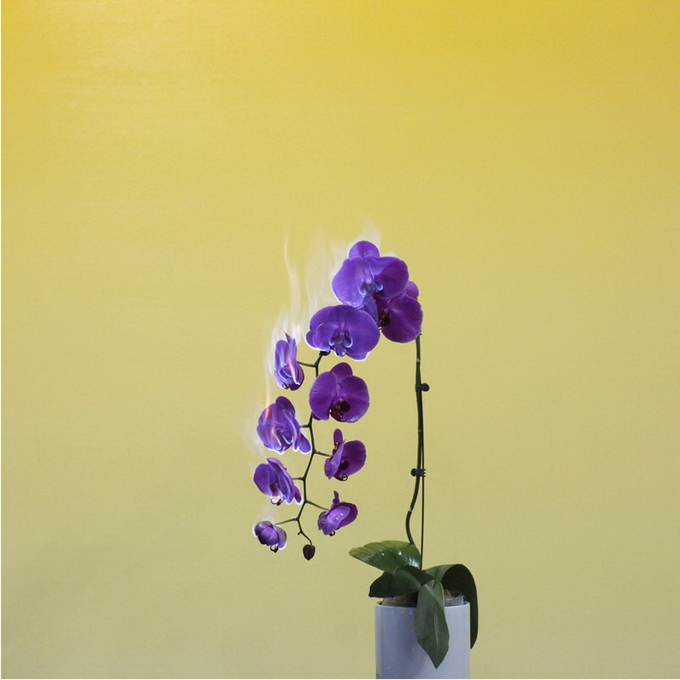 Горящие цветы от Jiang Zhi