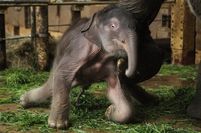 Слоненок в Берлинском зоопарке (8 фото)