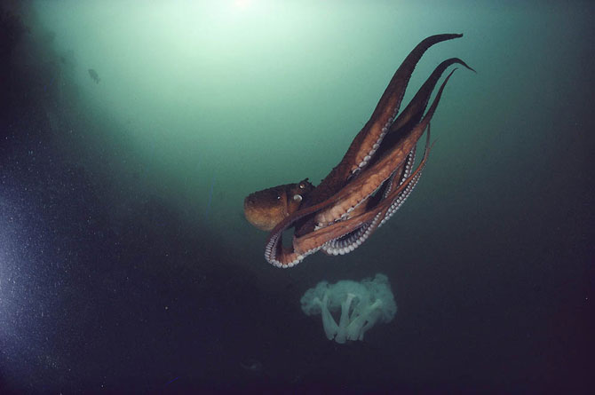 Подводные снимки от Дэвида Дубиле