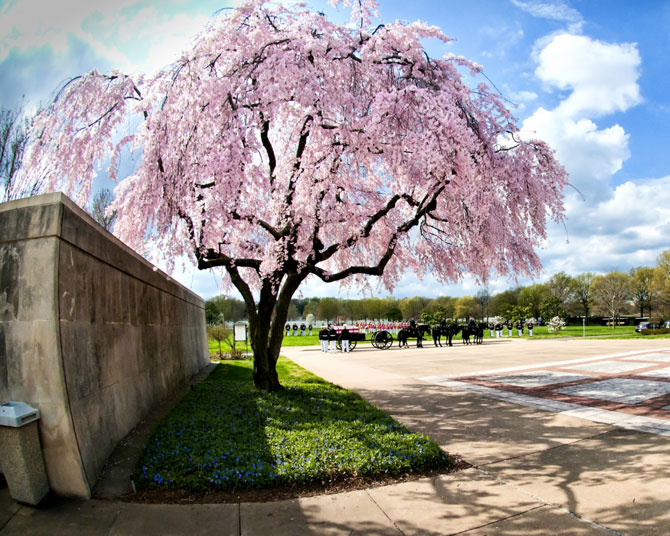 Красота цветущей вишни 2012 года