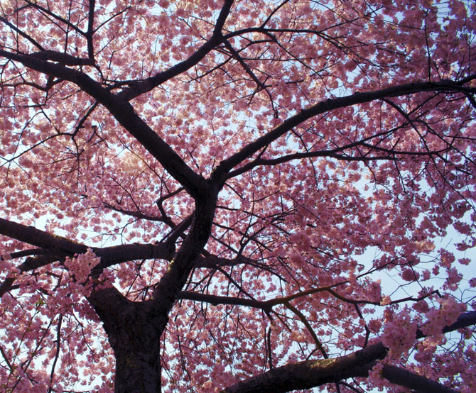 Красота цветущей вишни 2012 года