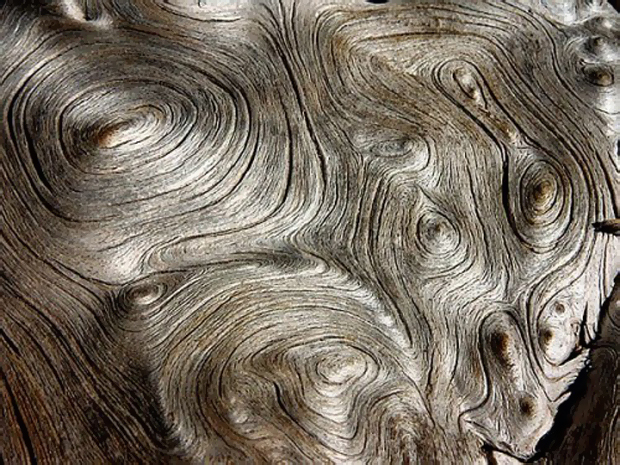 Ученые изобрели жидкую древесину
