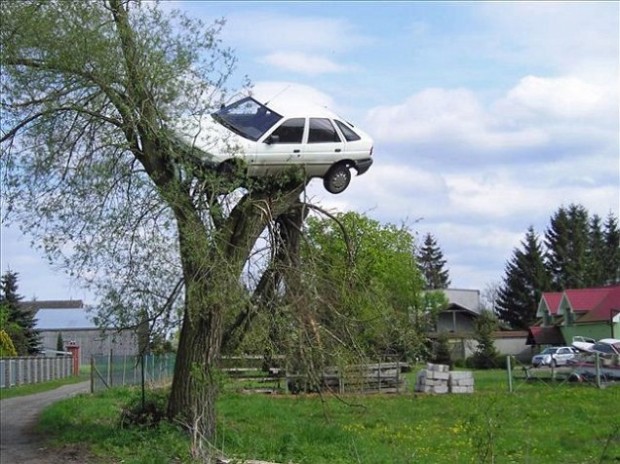 Поляк нашел свою машину на дереве