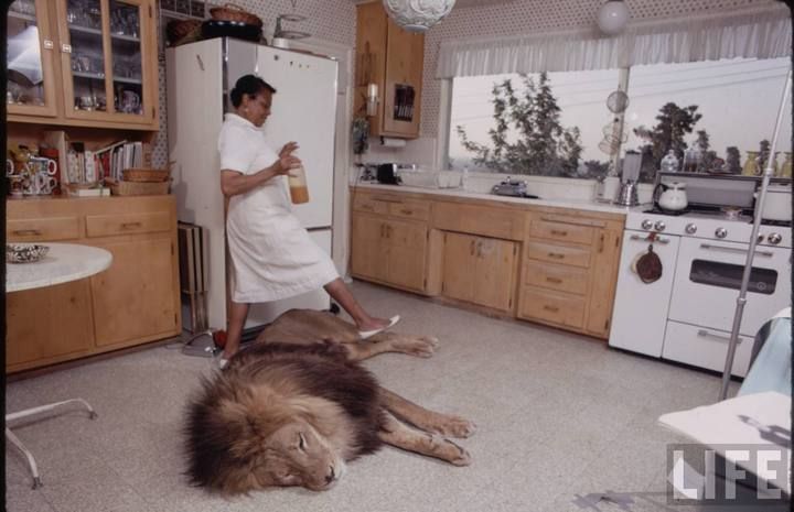 Лев, живущий в доме с людьми (18 фото)