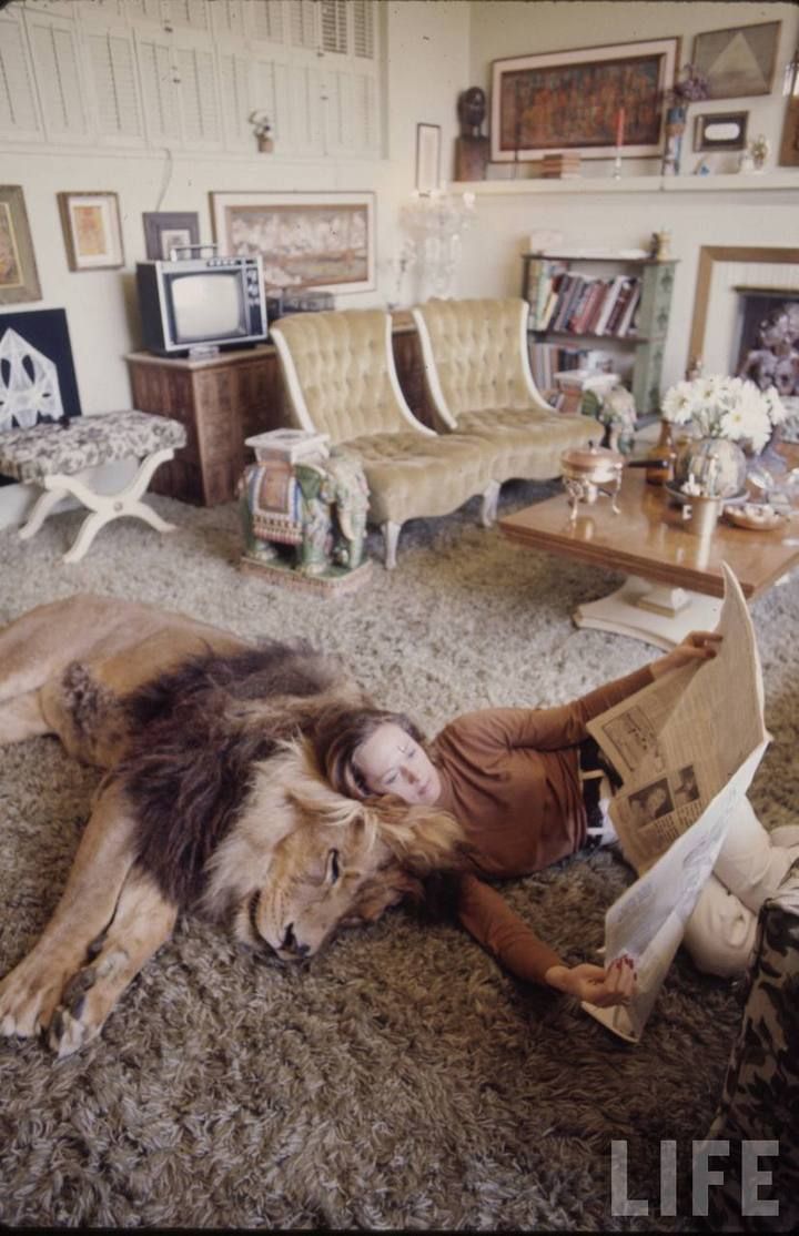 Лев, живущий в доме с людьми (18 фото)