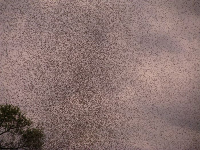Комары атакуют (19 фото)