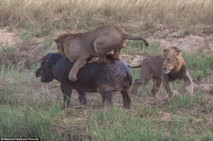 Неравный бой бегемота и львов (12 фото)