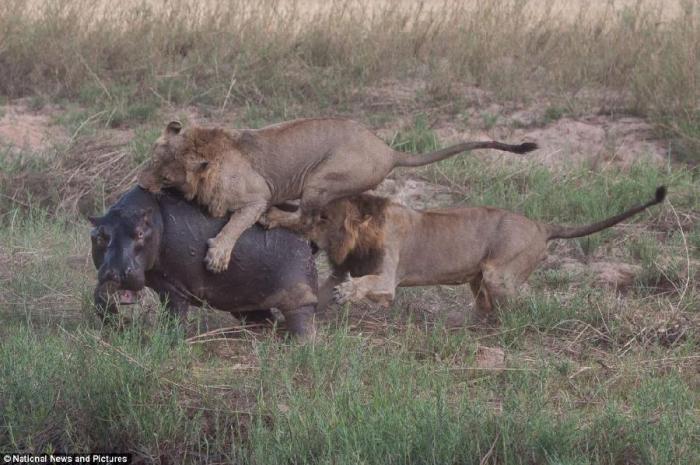 Неравный бой бегемота и львов (12 фото)