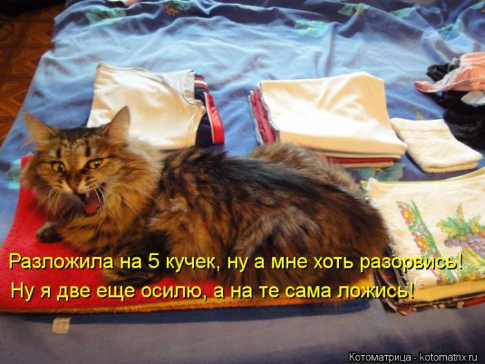 Лучшие котоматрицы недели (50 фото)