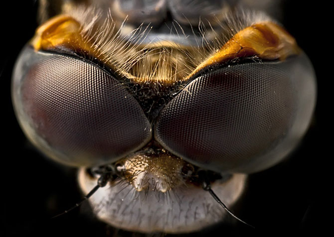 Макро фотографии насекомых