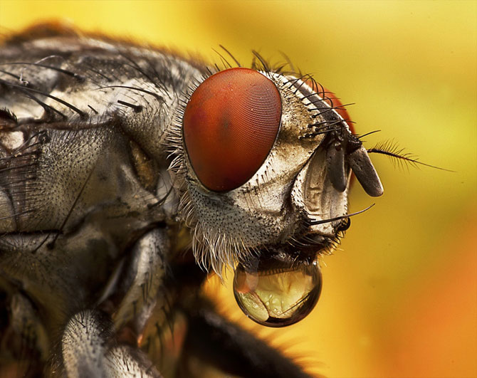 Макро фотографии насекомых